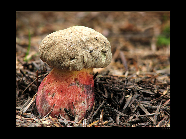 Boletus calopus